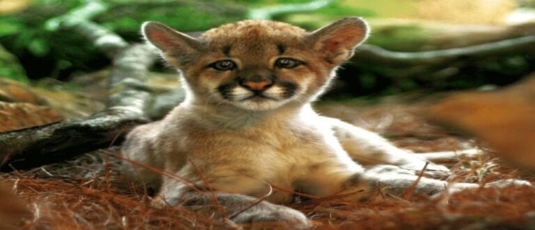 Zoológico de Gramado é eleito pelos viajantes como o 10º melhor do mundo
