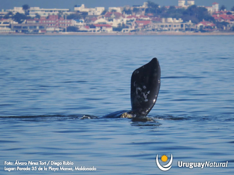 Temporada de observação de baleias atrai turistas para o Uruguai