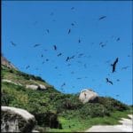 Festival de Aves promete agitar o final de semana em Ilhabela (SP)