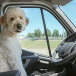 Ás férias estão chegando: confira as dicas para viagens pet