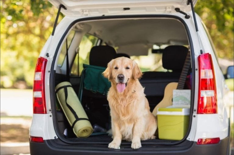 3 dicas para transportar seu cachorro da maneira adequada