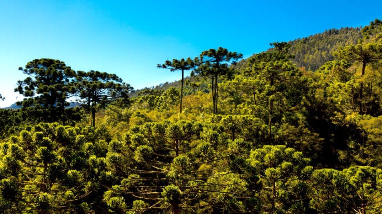 Gonçalves, na Serra da Mantiqueira, tem natureza e aventura