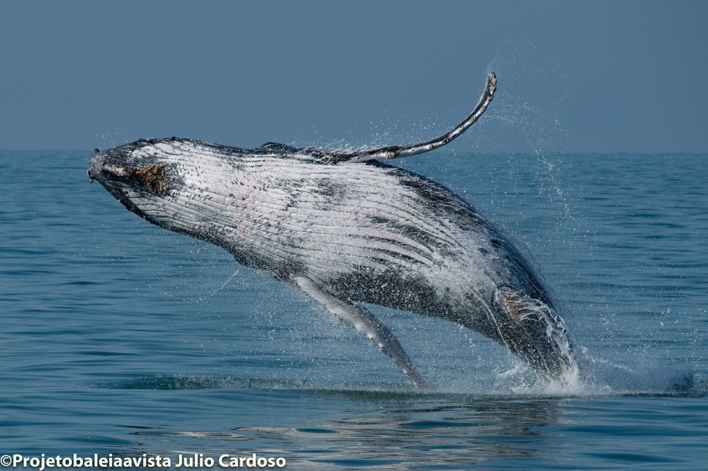 Com avistamento de cetáceos, Litoral Norte de São Paulo mira em desenvolvimento de turismo sustentável