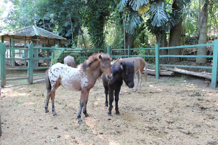 São Roque (SP): Fazenda Angolana diverte adultos e crianças