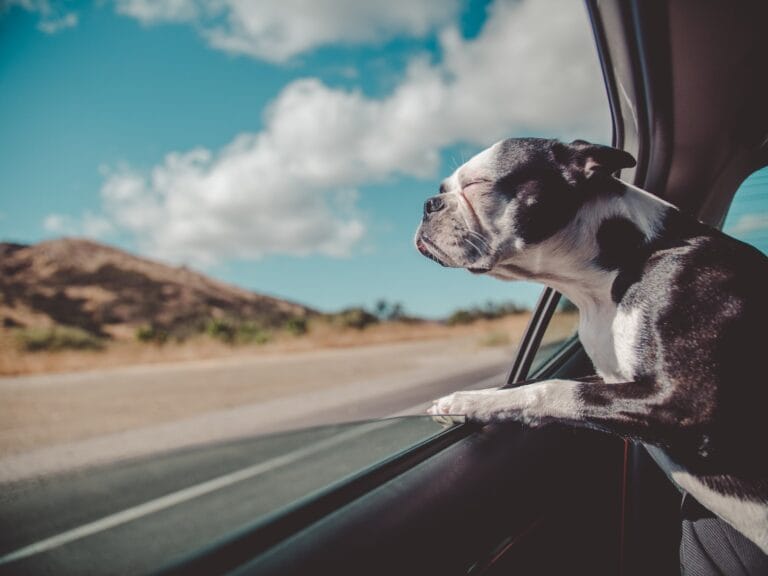 Plataforma pet friendly reúne experiências e serviços de viagem e lazer