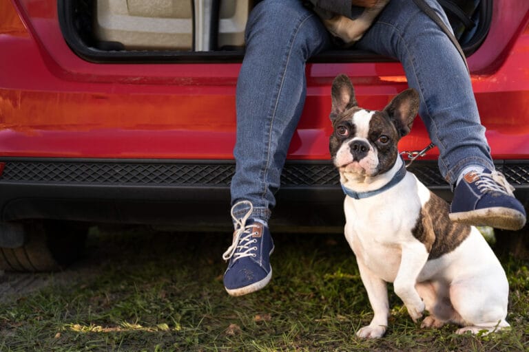 Dicas de segurança para preparar o carro antes de viajar com pet