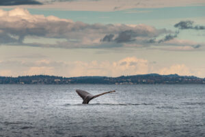 baleias na Bahia