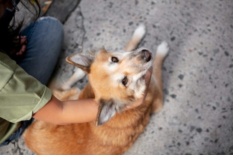 Novo Guia Pet Friendly para explorar SP com seu animal de estimação