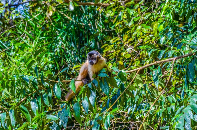 Nascente Azul possibilita encontros com animais silvestres
